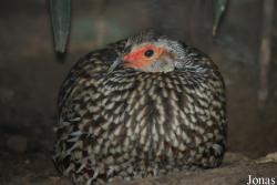 Zoo Landau in der Pfalz