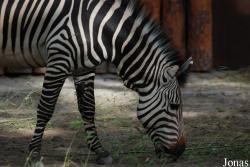 Zoo Landau in der Pfalz