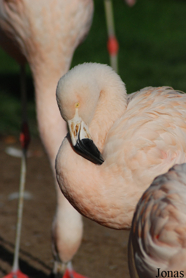 Zoo Landau in der Pfalz