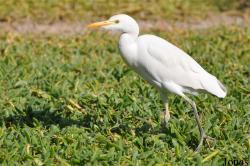 Bubulcus ibis