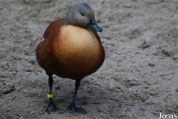 Zoo Landau in der Pfalz