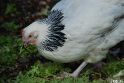 Poule Wyandotte naine