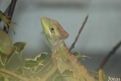 Reptilium