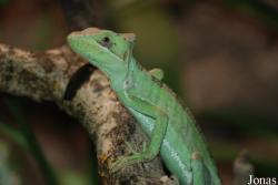 Reptilium