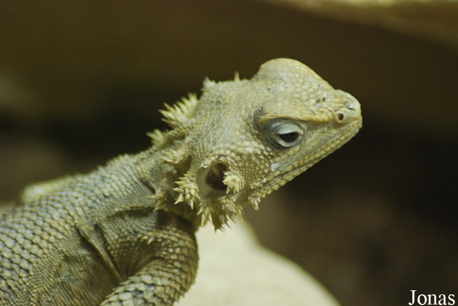 Reptilium