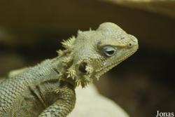 Reptilium