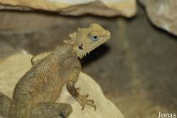 Reptilium