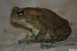 Bufo regularis