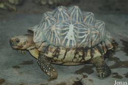 Geochelone elegans