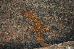 Tarentola mauritanica