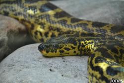 Eunectes notaeus