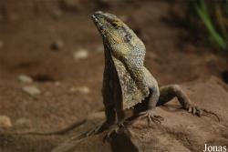 Chlamydosaurus kingii