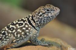 Crotaphytidae