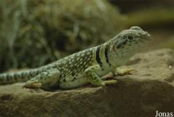 Reptilium