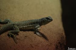 Reptilium
