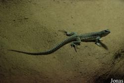 Reptilium