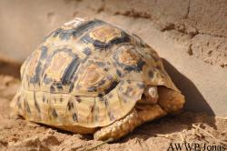 Stigmochelys pardalis