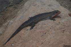 Reptilium