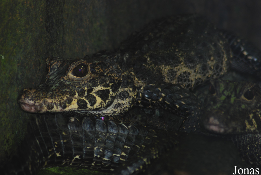 Reptilium