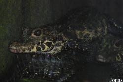 Reptilium