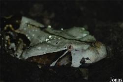 Reptilium