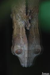 Reptilium