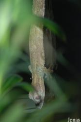 Reptilium