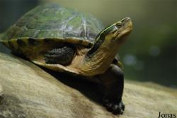 Cuora amboinensis