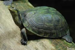 Reptilium