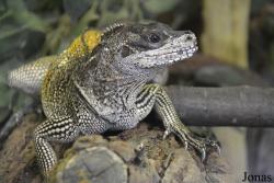 Hydrosaurus weberi