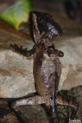 Corytophanes hernandezi