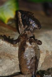 Reptilium