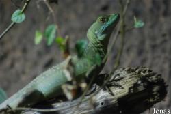 Reptilium