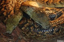 Chilabothrus subflavus