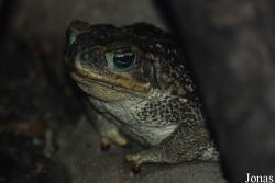 Reptilium