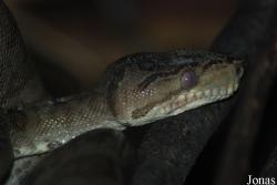 Reptilium