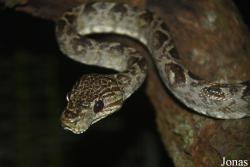 Corallus hortulanus