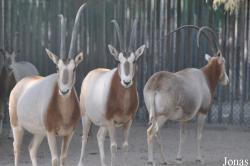 Oryx dammah