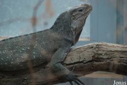 Reptilium