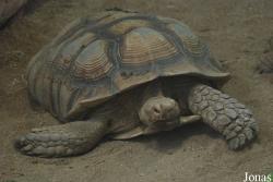Reptilium