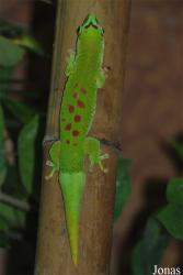 Reptilium
