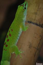 Reptilium