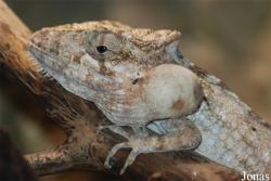 Dactyloidae