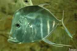 Carangidae
