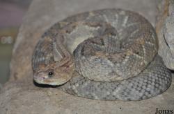Crotalus durissus unicolor