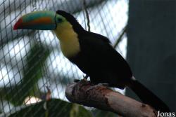 Ramphastos sulfuratus sulfuratus