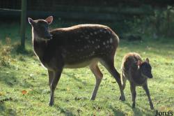 Rusa alfredi