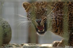 Panthera pardus kotiya