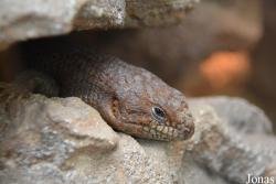 Egernia stokesii