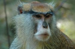 Erythrocebus patas